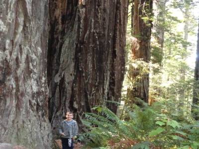 Redwood National Park