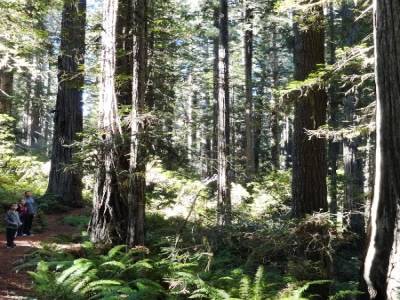 Redwood National Park