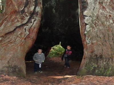 Redwood National Park