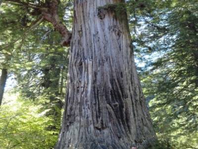 Redwood National Park