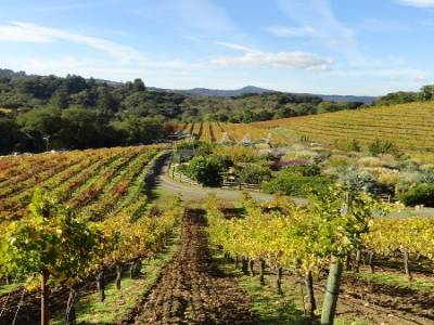 Benziger Winery, Sonoma Valley