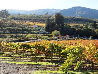 Benziger Winery, Sonoma Valley