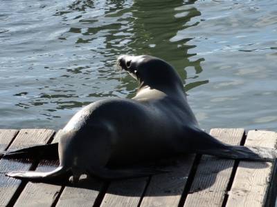 Pier 39