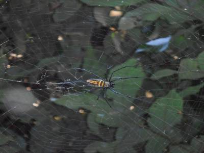 Une des très très nombreuses araignées bordant nos chemins...