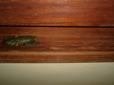 Il pleut, les grenouilles sont de sortie
