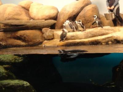 California Academy of Sciences