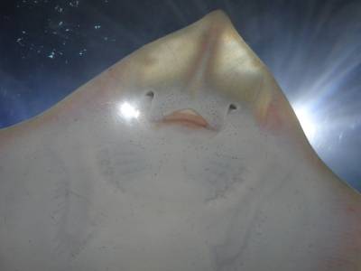 Aquarium of the Bay