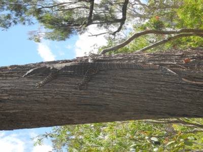 Goanna