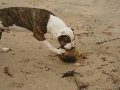 Le premier chien ouvreur de coco. (Trindade)