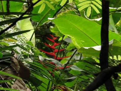 Dans la forêt subtropicale (très) humide