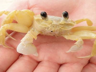 Petit crabe ne se sauvera point
