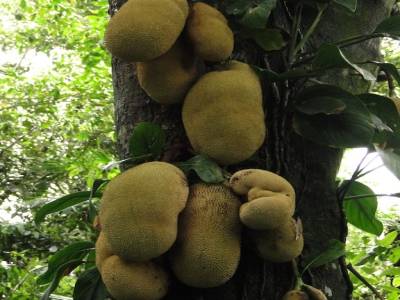 Des durians et si ce n'est pas ça, en tout cas, ça y ressemble.