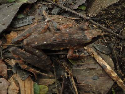 Une grenouille bien cachée