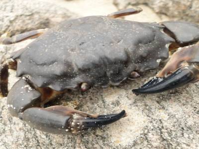 La pose du crabe