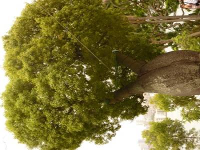 Arbre typiquement australien