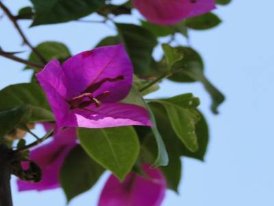 on retrouve notre bougainvillée du Laos :-)