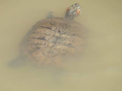 Nage tortue, nage