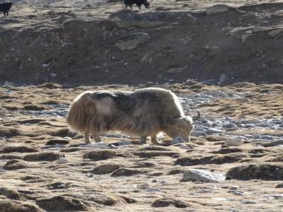 yak, yak , yak