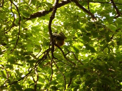 Première chauve souris