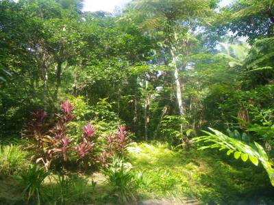 "Jungle"
