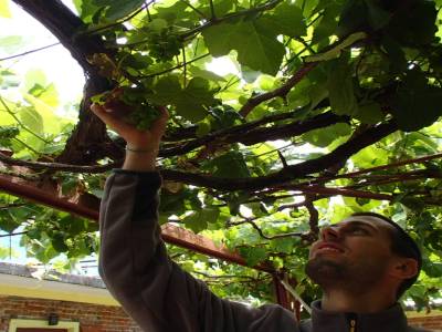 Vendanges en Uruguay