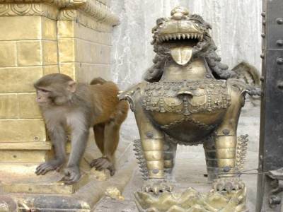 Monkey Temple