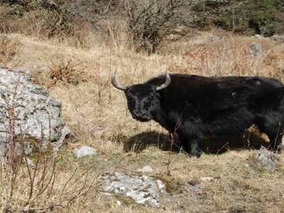 notre premier yak!
