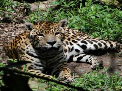 Un jaguar 