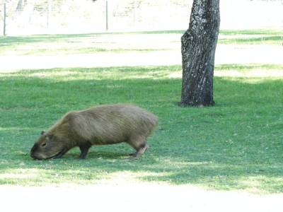 un 'carpincho', 60kg, un animal assez étrange mais qui fait un très beau cuir
