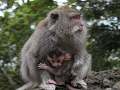 On aime les singes de Bali!
