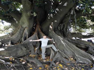 Dans la série des grands arbres