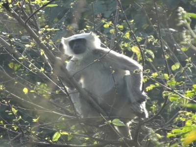 bardia national parc