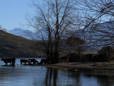 Wanaka