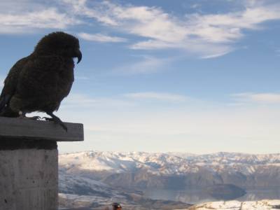 Wanaka