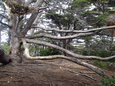 Parc national "Tierra del Fuego" 7