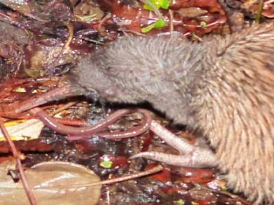 Stewart Island