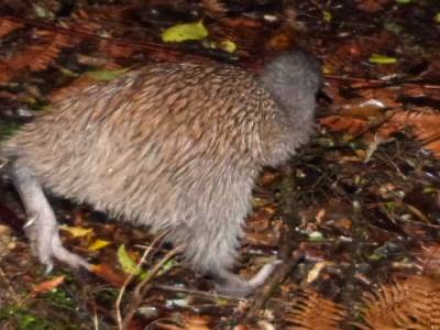 Stewart Island