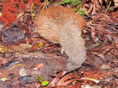 Stewart Island