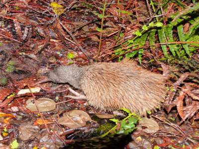 Stewart Island