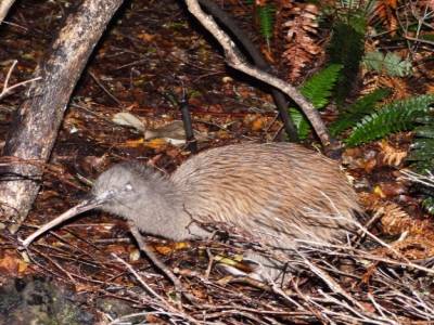 Stewart Island