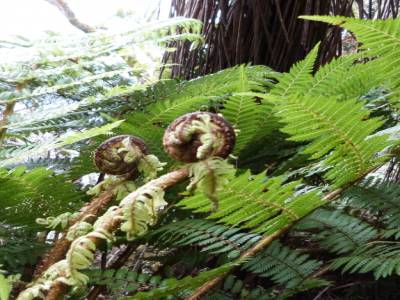 Stewart Island