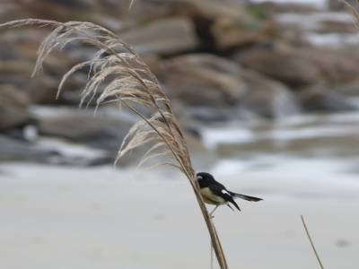 Stewart Island
