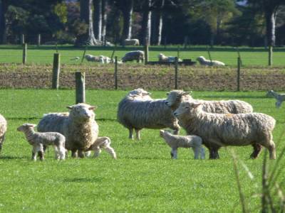Edendale-cows farm