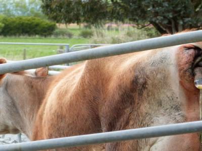Edendale-cows farm