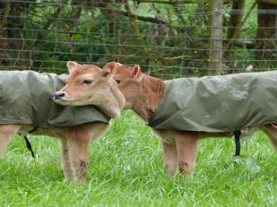 Edendale-cows farm