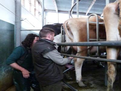 Edendale-cows farm