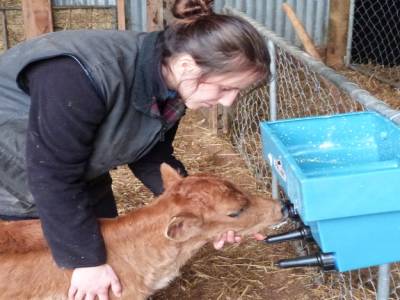 Edendale-cows farm