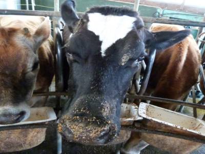 Edendale-cows farm