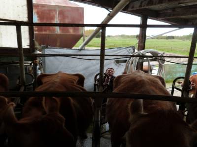 Edendale-cows farm