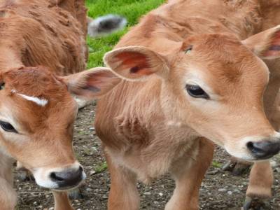 Edendale-cows farm